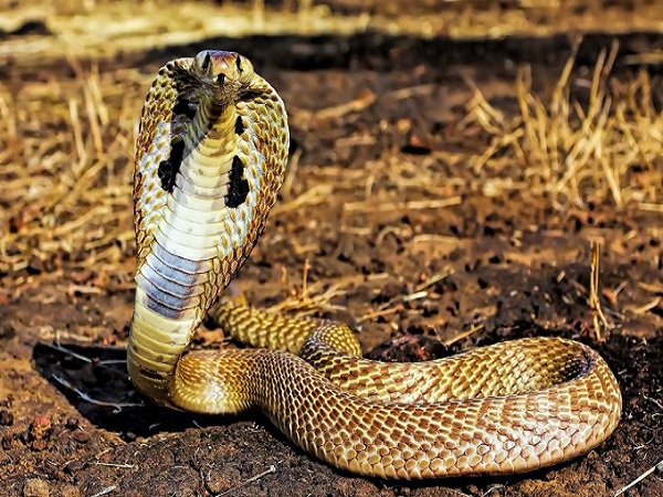 Nằm mơ thấy rắn hổ mang có đáng sợ không?