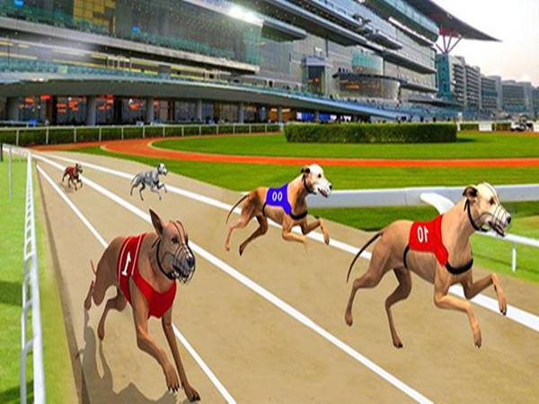 Chia sẻ kinh nghiệm đua chó online nhanh thắng nhất 2023