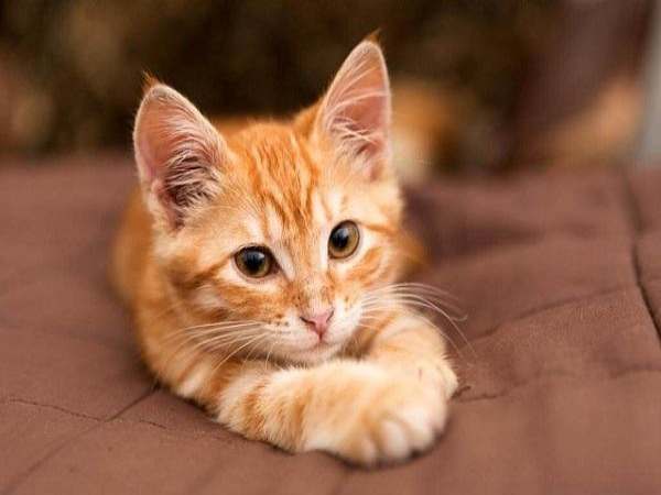 Mơ thấy mèo vàng điềm báo hên hay xui? Đánh con gì?