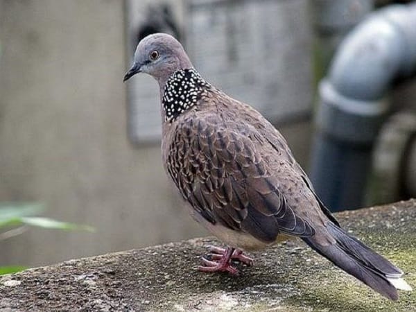 Giải mã chi tiết các giấc mơ thấy chim cu gáy