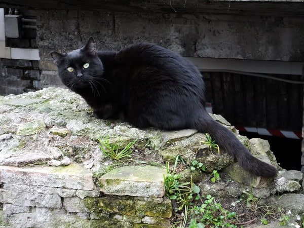 Khám phá ý nghĩa khi nằm mơ thấy mèo đen là điềm gì?