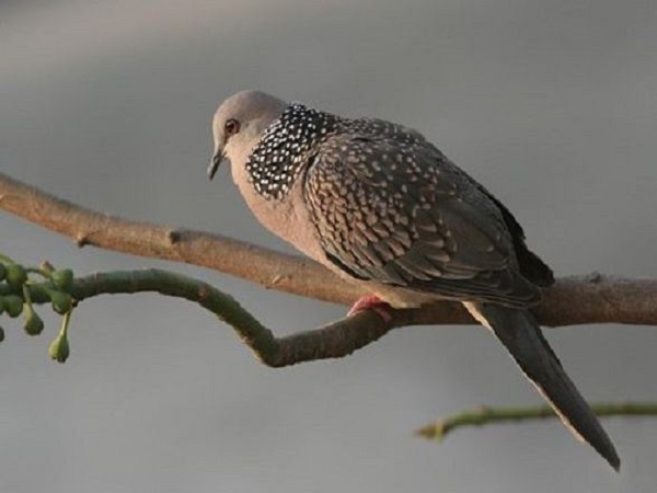 Giấc mơ thấy chim cu gáy báo hiệu điều gì sắp xảy ra?