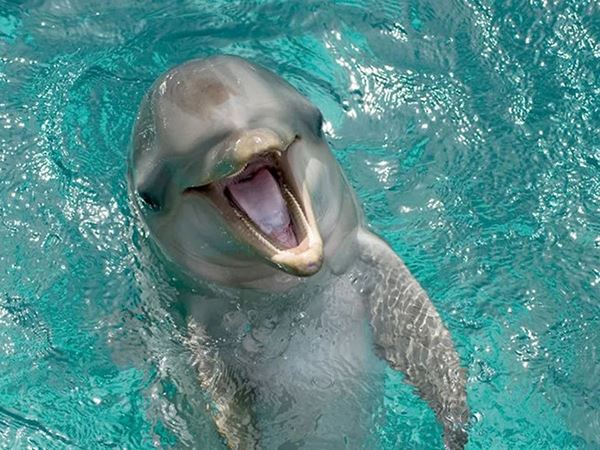 Nằm mơ thấy cá heo là điềm gì, báo mộng đen hay đỏ?