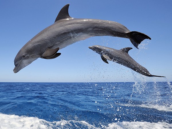 Nằm mơ thấy cá heo là điềm gì, báo mộng đen hay đỏ?