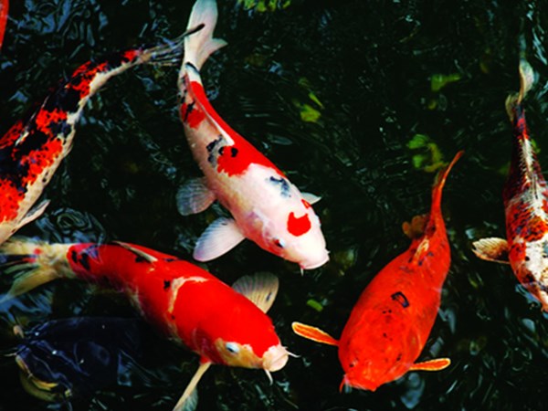 Nằm mơ thấy cá chép vàng là điềm gì, số mấy trúng thưởng?