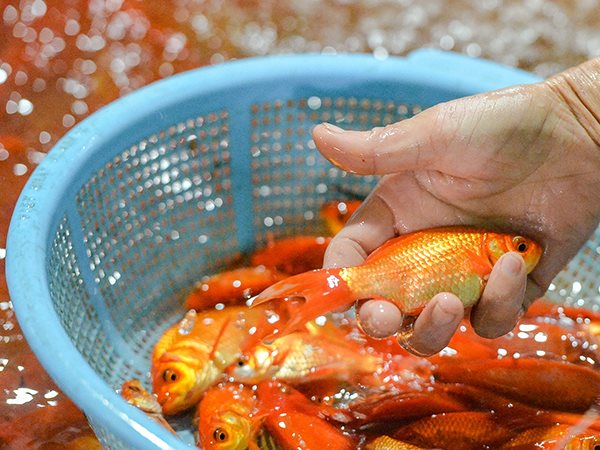 Nằm mơ thấy cá chép vàng là điềm gì, số mấy trúng thưởng?