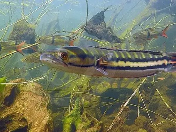 Nằm mơ thấy cá lóc lớn là điềm gì, số mấy phát lộc?