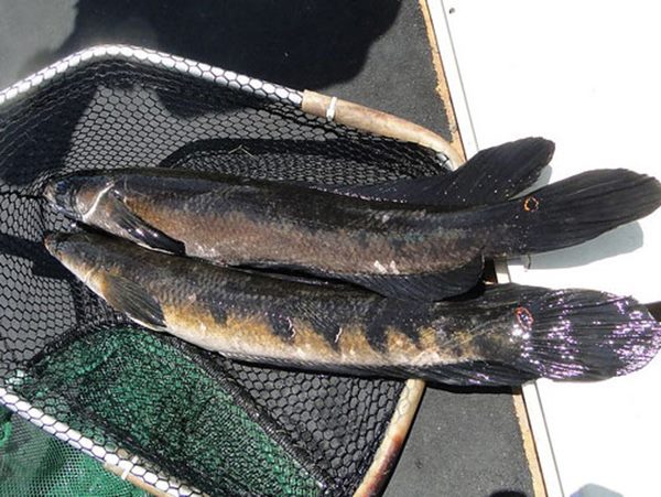 Nằm mơ thấy cá lóc lớn là điềm gì, số mấy phát lộc?