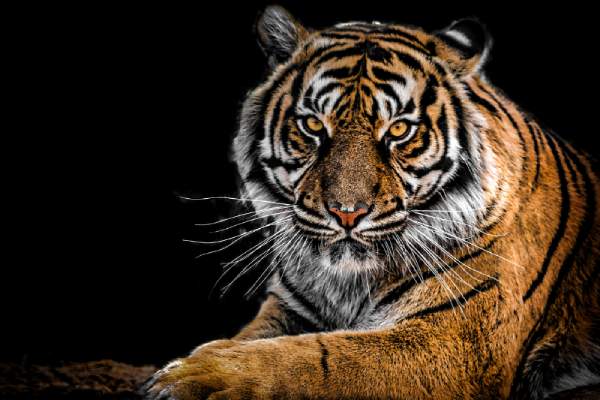 Bật mí con số may mắn tuổi dần 14/12/2025 có mở thời vận mới?