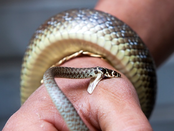 Nằm mơ thấy bị rắn cắn là điềm gì tài lộc có ý nghĩa gì